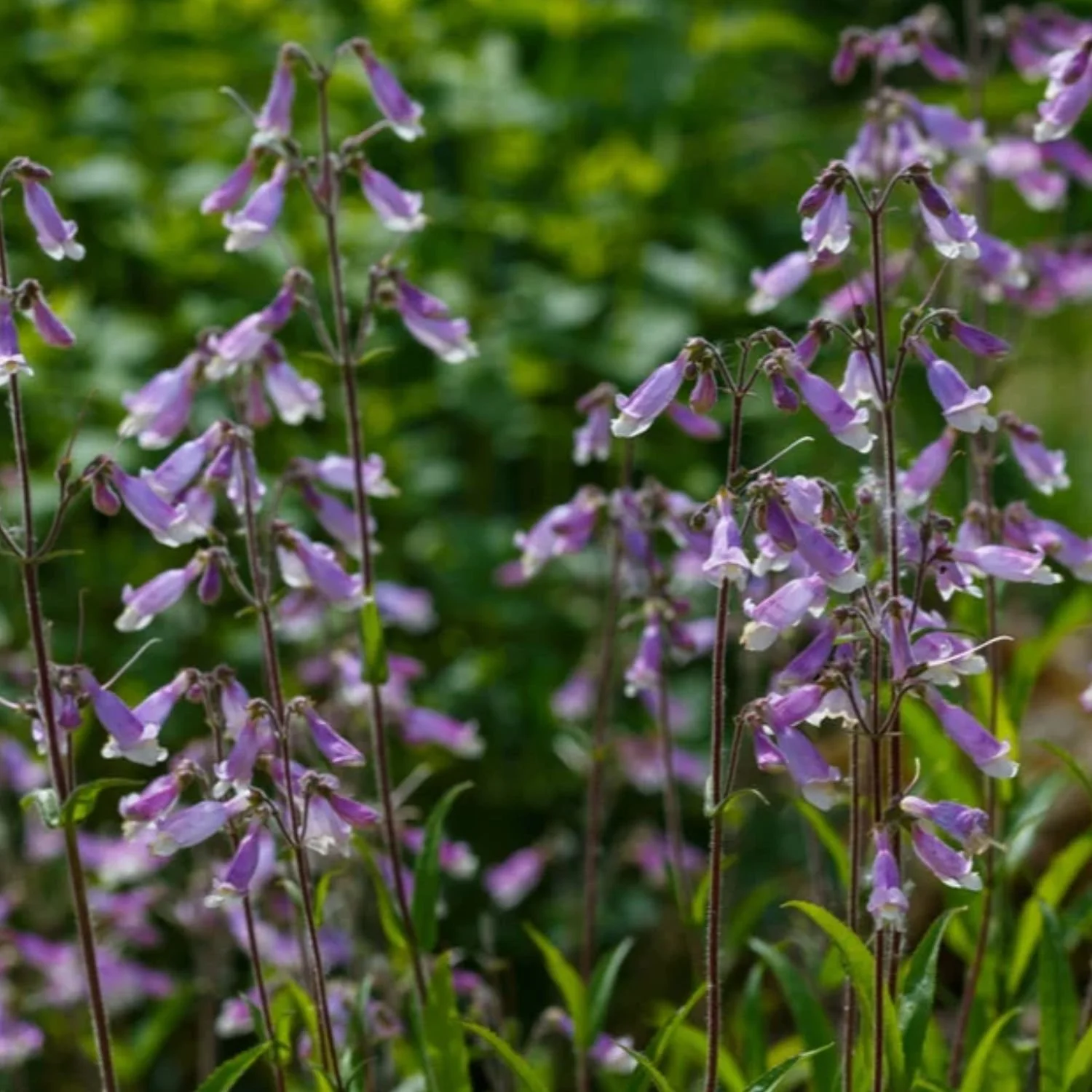 Hairy Beardtongue Seed Packet