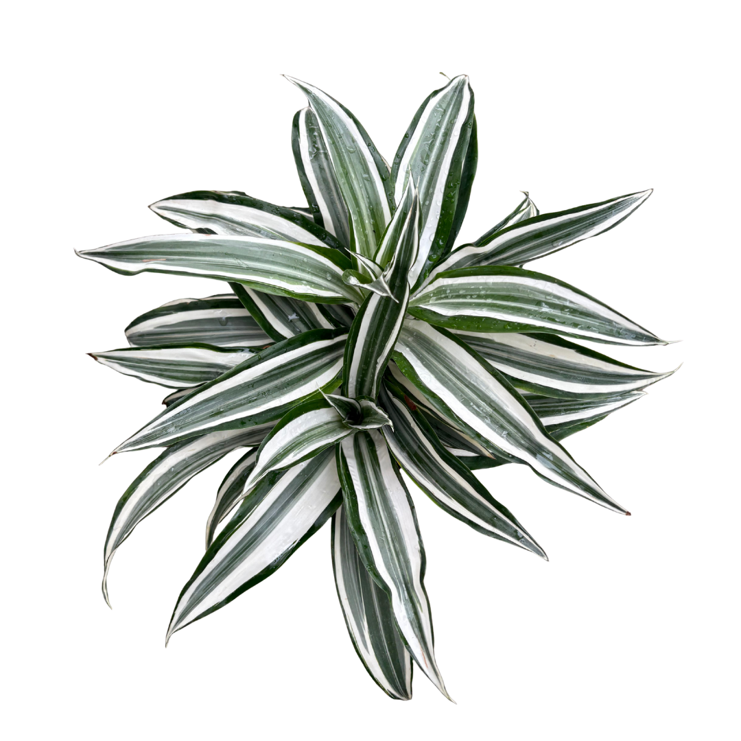 Anga’s New Year Workshops 2026 (20).png