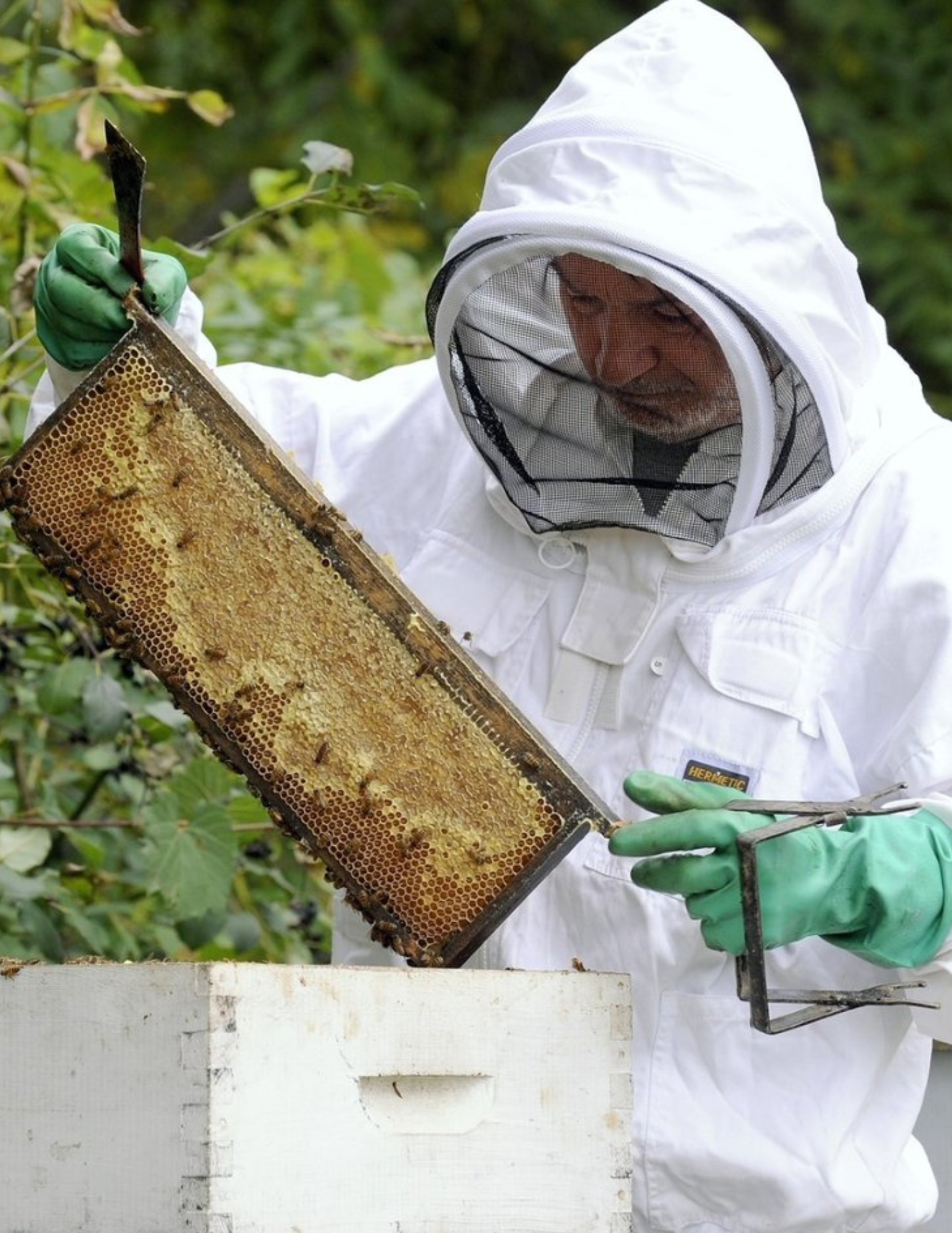 Bee Keeping at Anga's Farm