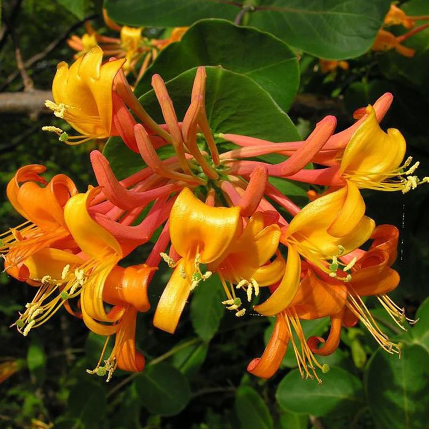 Mandarin Honeysuckle Vine - Lonicera 'Mandarin' 1 Gallon Pot