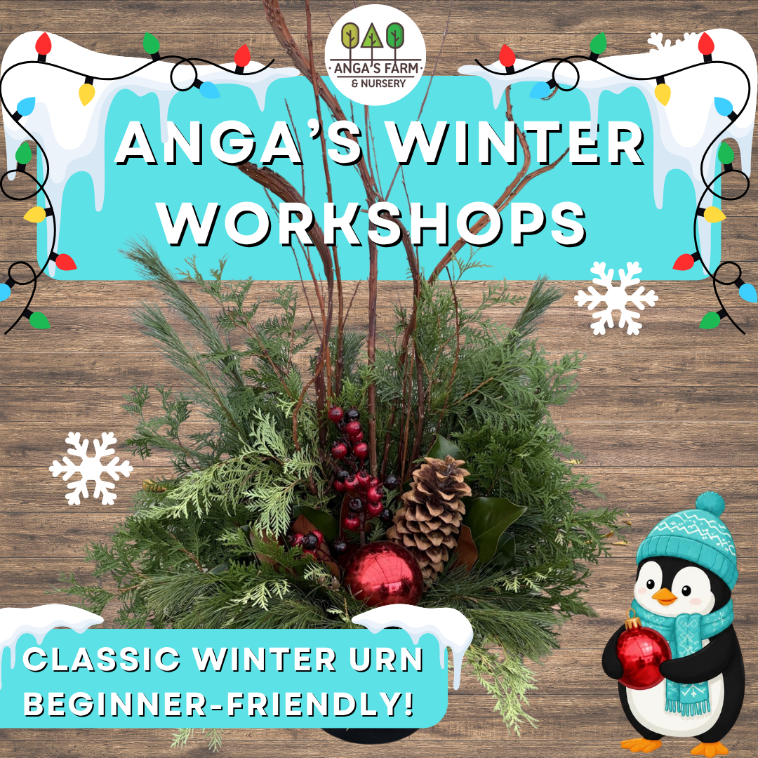 Anga’s Winter Workshops.png