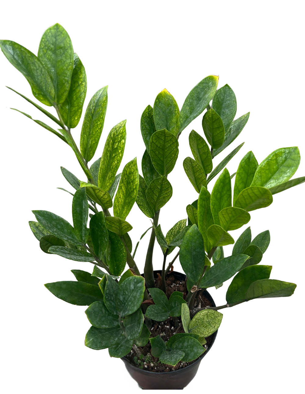 ZZ Chameleon: Zamioculcas zamiifolia 'Chameleon'  6 Pot  Anga's Farm &  Nursery