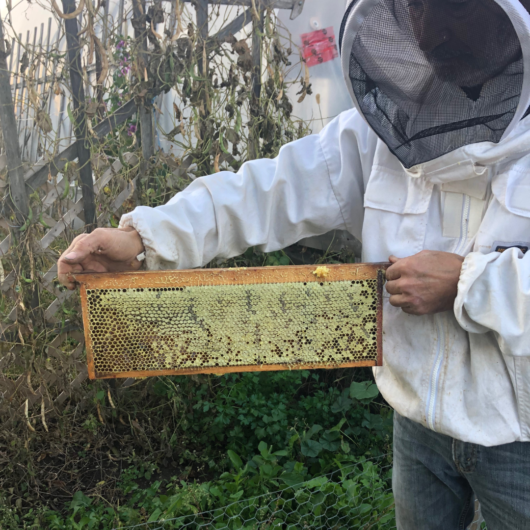 Honey Frame from our Bees