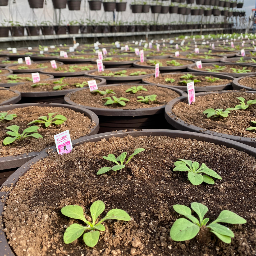 Growing our Hanging Baskets
