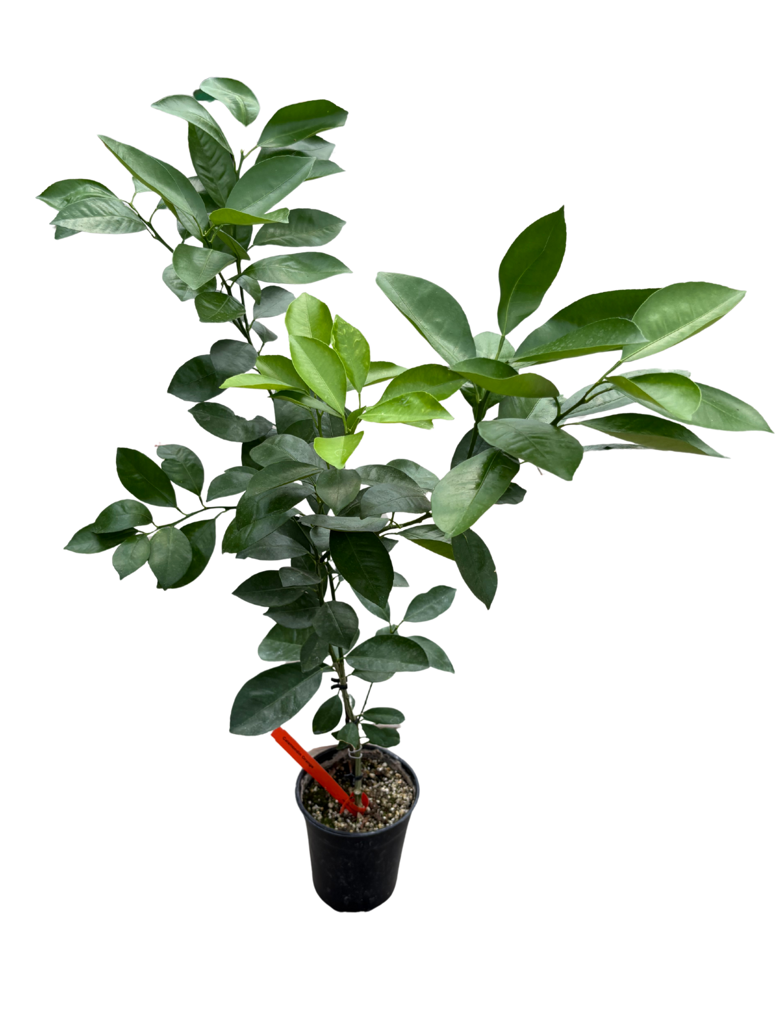 Untitled design (64).png
