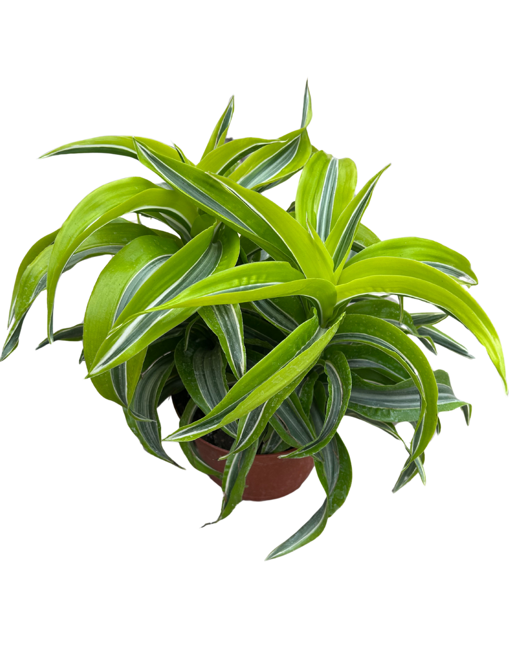 black cardinal philodendron leaf size 4