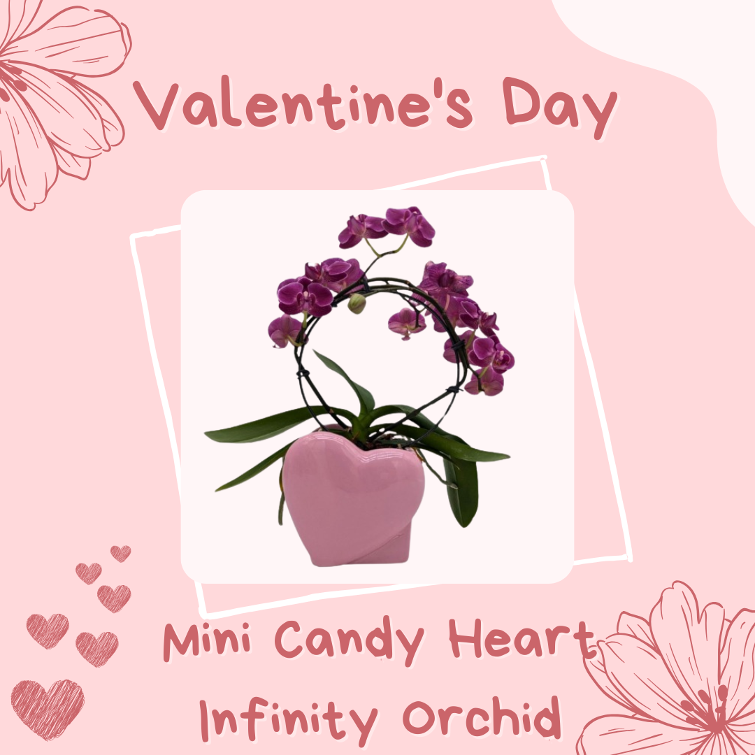 Anga’s New Year Workshops 2026 (4).png