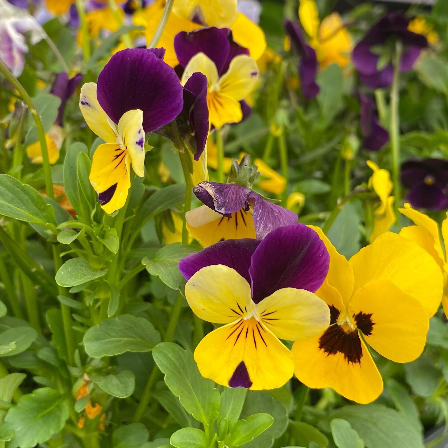 PANSY PANSY PANIES 💐💐💐

$2.99/ each or $19.99/flat (12 individuals)

#pansy #pansies #annuals #philo #ourdoorplants #perennials #summer #spring #springflowers #rareplants #plants #plantnursery #toronto #etobicoke #ontario #canada #shoplocal #local