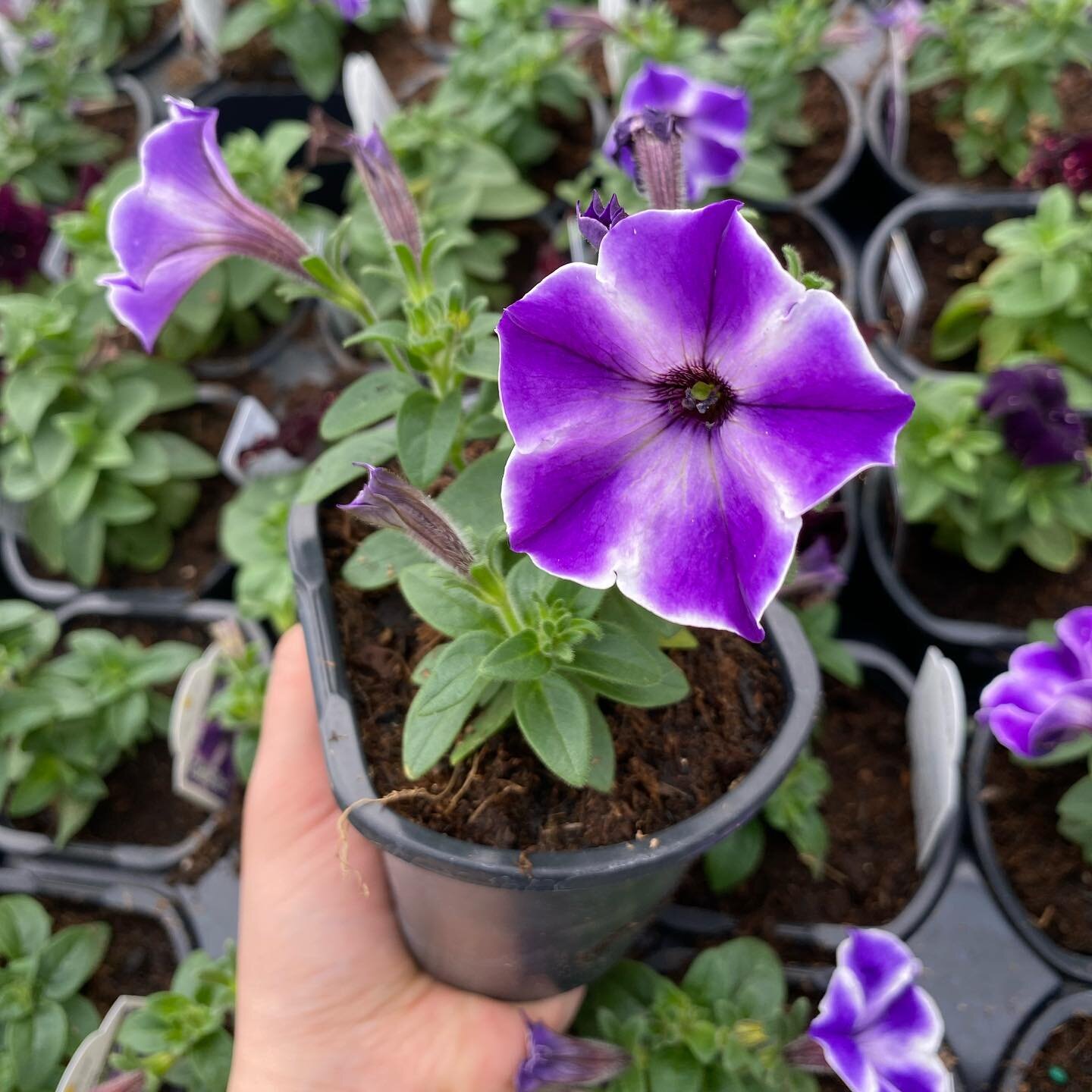 Happy Thursday! 🌱

Our latest arrival of annuals have come this morning &amp; we just had to showcase these pretty petunia&rsquo;s ☺️

#petunia #spring #annuals #hangingbaskets #outdoorgarden #rareplants #plants #tropicalplants #plantnursery #toront