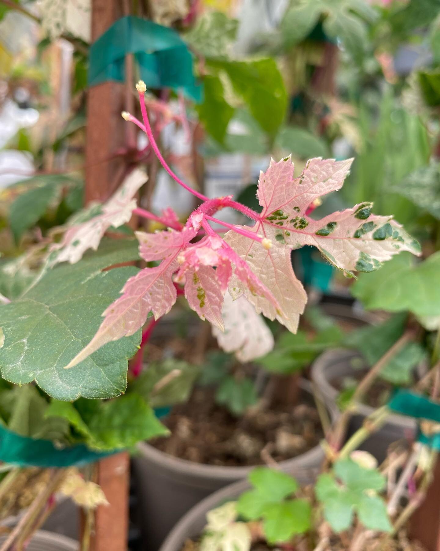 Porcelain Ivy 🍃

Looking for an eye-catching Ivy with some colour? These guys produce variegated pink tinted leaves in the spring &amp; ornamental blue berries in the fall.. and attract hummingbirds! 

🌞 full sun
📏 max growth; 4-6m tall | 2-3m wid