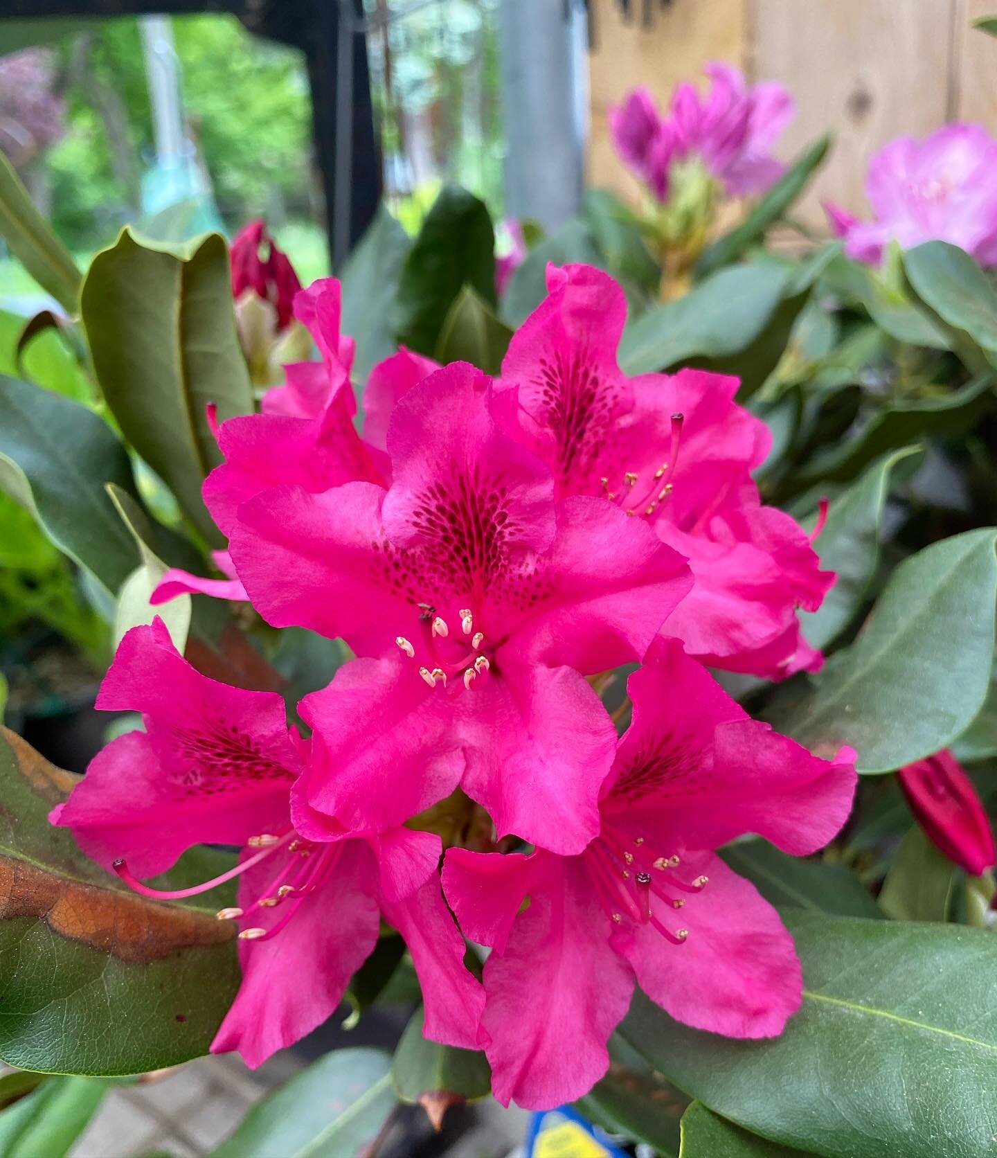 Nothing draws attention to the garden like a flowering shrub. Especially an Azalea or a Rhododendron! 🌺

Renowned for their spectacular eye-catching flowers, these two fragrant, hardy shrubs are in full bloom right now! 🌸 

Take one home today and 