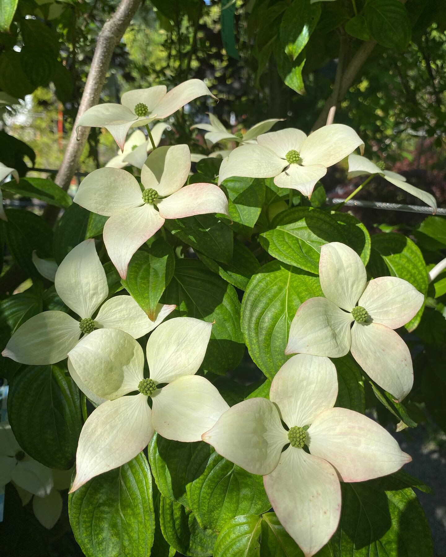 There&rsquo;s only one type of tree with blooms this eye-catching: Dogwood! 🐶 

These fast-growing and autumn berry-producing trees are in full bloom right now! 🌸 

Easy to care for and medium-sized, Dogwoods make a perfect centrepiece that you can