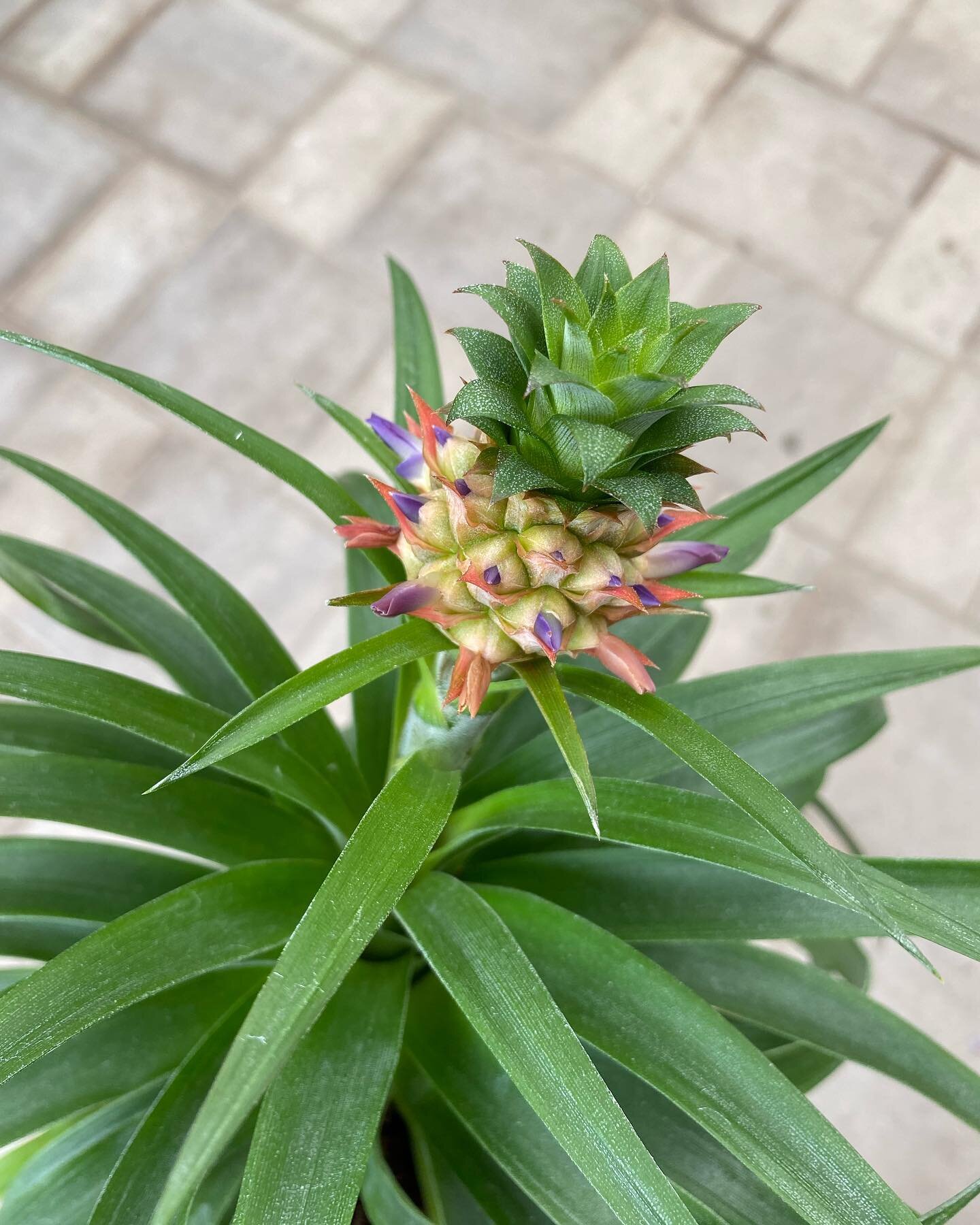 Pineapple Plant 🍍 

🌞 bright - indirect light
💧 water once top 1/3 of soil is dry to touch (keep well moist, but not soggy)
💡 Did you know this plant belongs to the bromeliaceae family?

🪴 5&rdquo; pot - $29.99

#pineapple #bromeliad  #droughtol