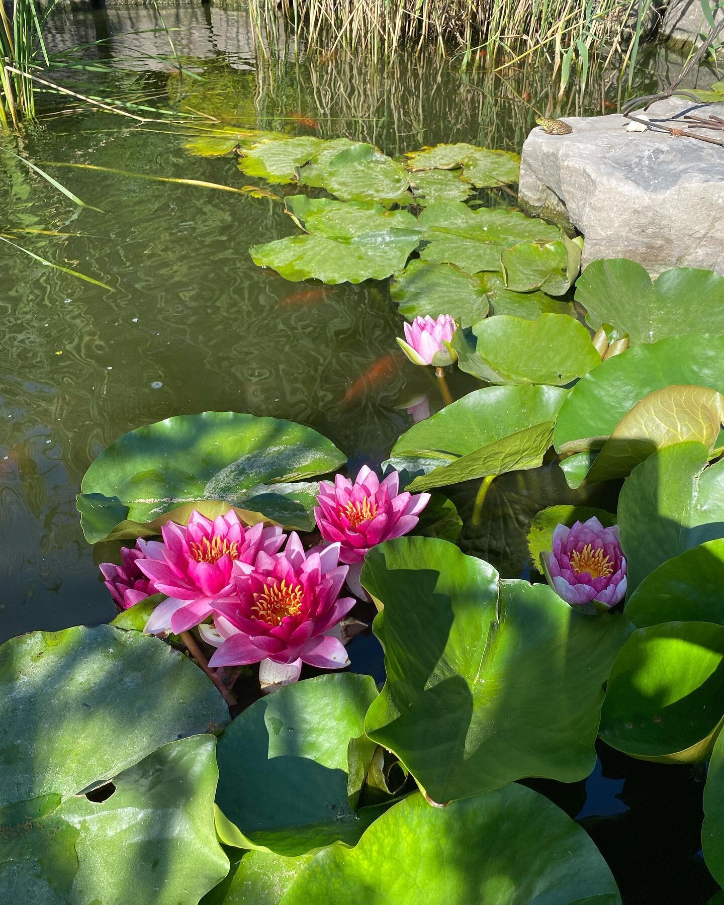 Heres a great start to the weekend; All water plants are 30% OFF now! 

&bull;sultan red waterlily&bull; sunrise waterlily&bull; water lettuce&bull;
starting at $7.99 🌸

#waterplants #pond 
#waterlily  #fullsun #lowmaintenanceplants #perennial #outd