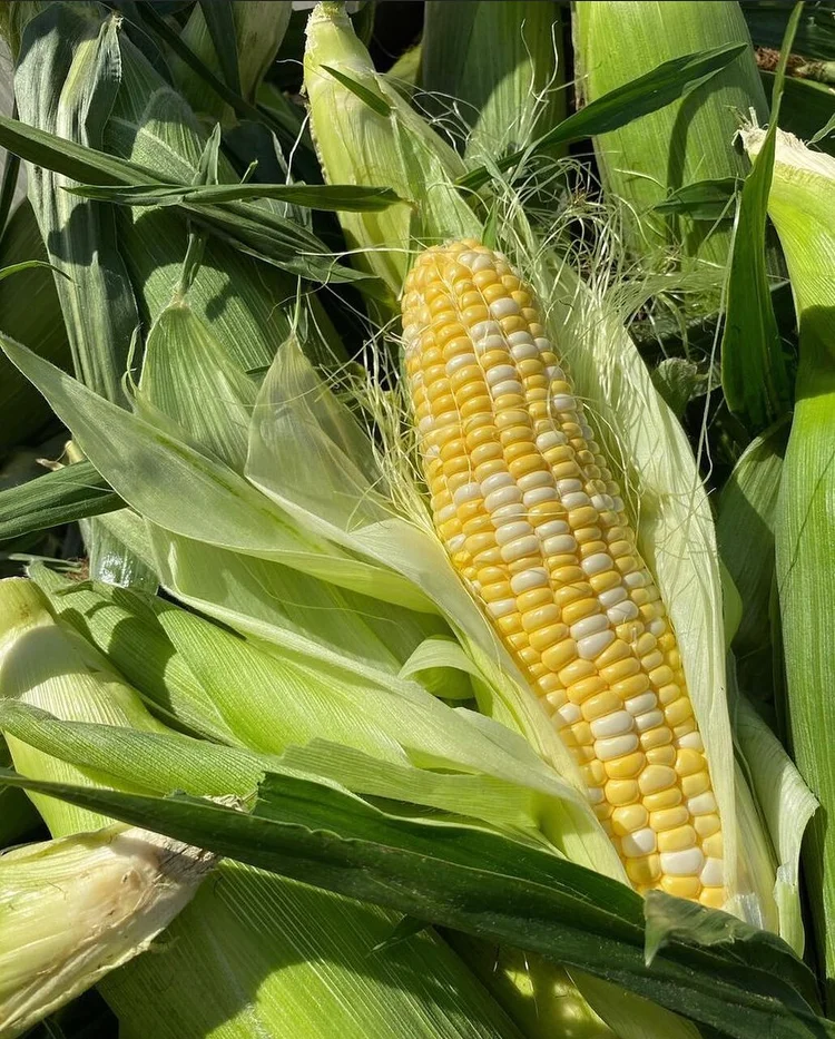 Anga's Farm & Nursery