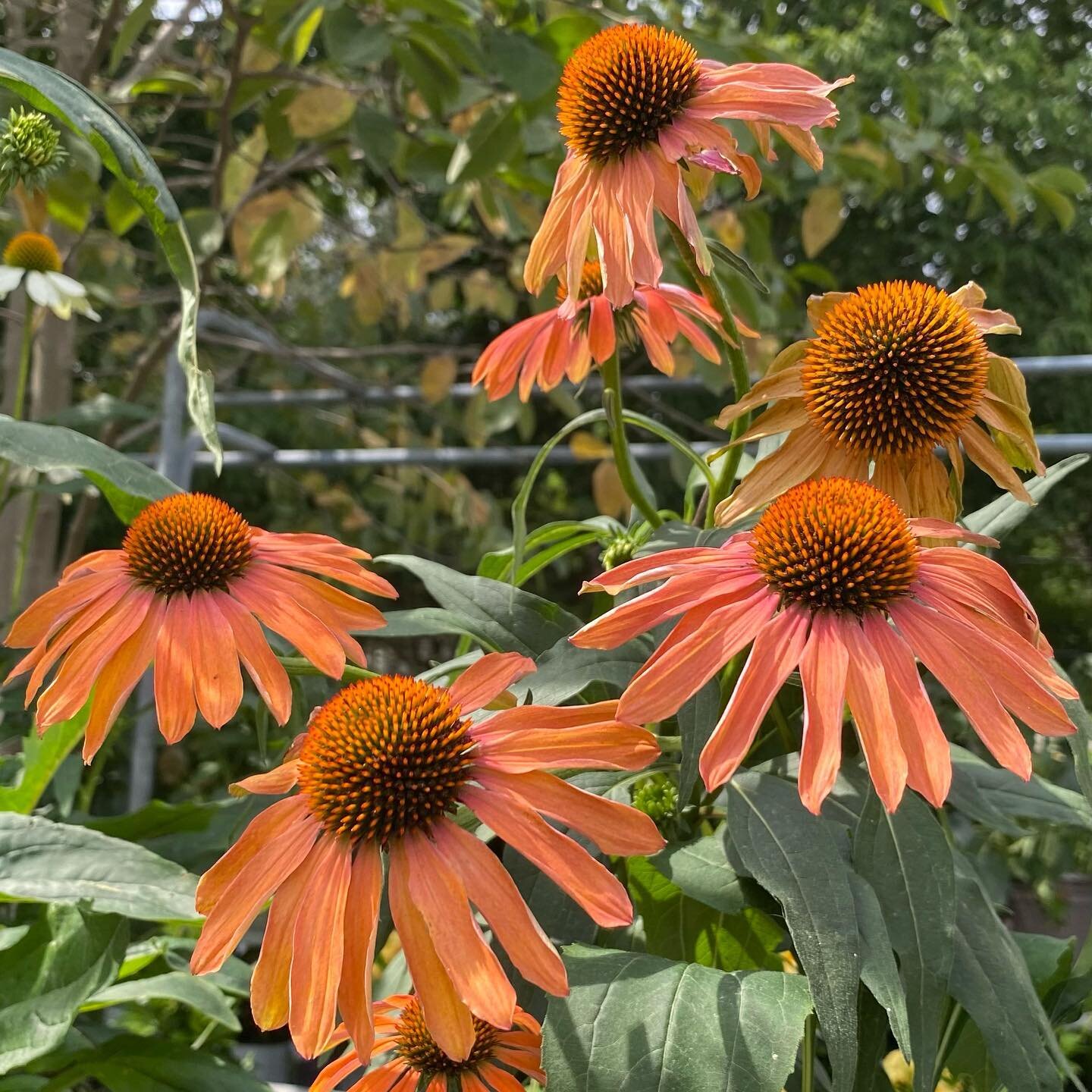 Did you know Cone Flower attract an abundance of butterfly? 🦋

☀️ Full sun loving perennial and long bloom lasting (July - September) These beauties will flourish your garden with the pop of colour it needs! 

1 gal $14.99
2 gal $23.99