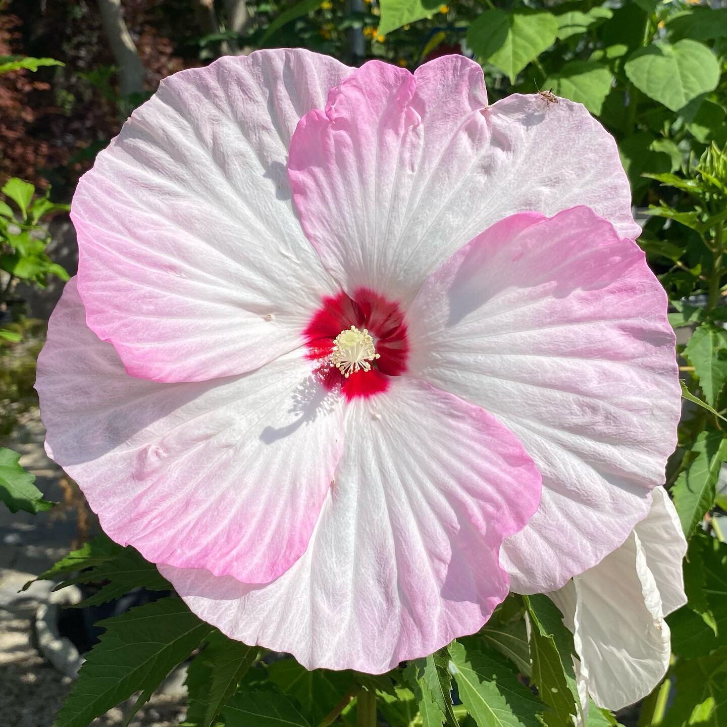 These beloved beauties have had heads turning the past few weeks with their mid-summer blooms 🌸 The perennial hibiscus aka &lsquo;Rose of Sharon&rsquo; are hardy perennials that you can expect blooming all August through September long. 

They range