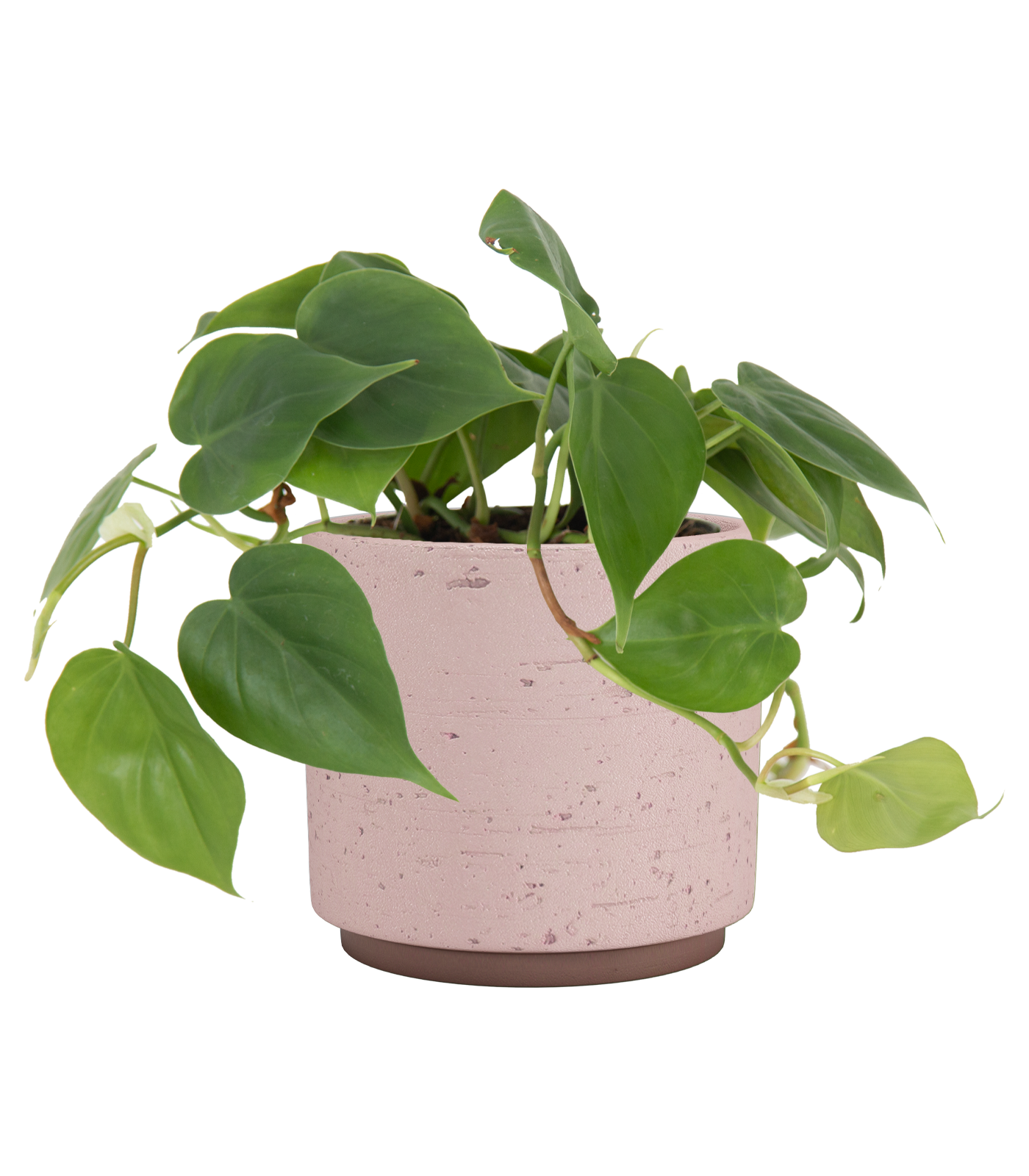 Neria Pot Pink — Anga's Farm & Nursery