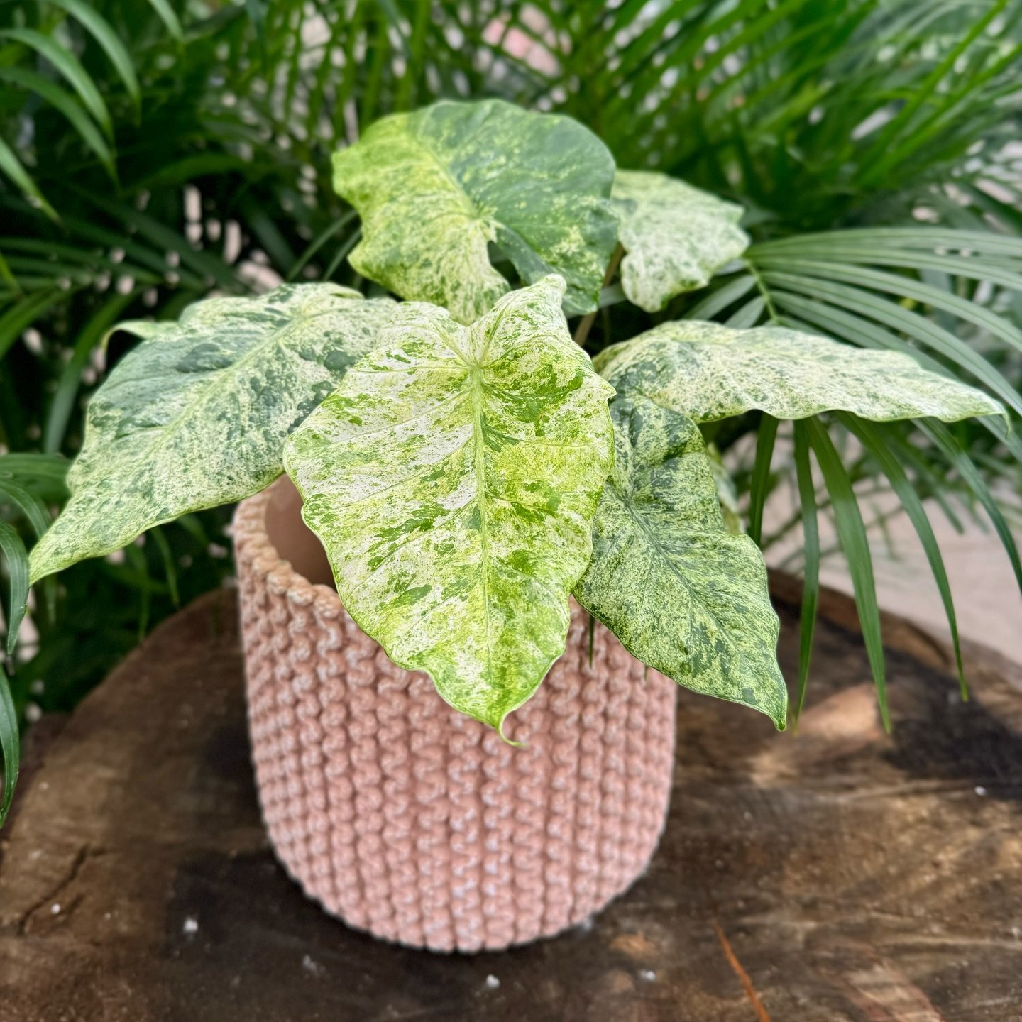 🌿 Just In: Rare Alocasia Macrorrhiza Variegated! 🌿

For the first time ever, we&rsquo;re thrilled to have the stunning Alocasia macrorrhiza variegated in stock&mdash;but in very limited quantities! Known as the Variegated Giant Taro, this plant is 