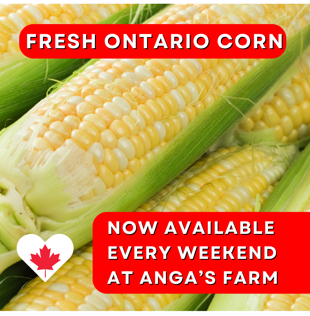 Fresh Ontario Corn!