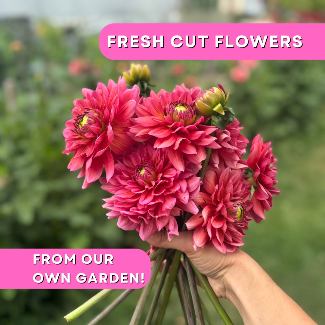 Fresh Cut Dahlias - From our Farm!