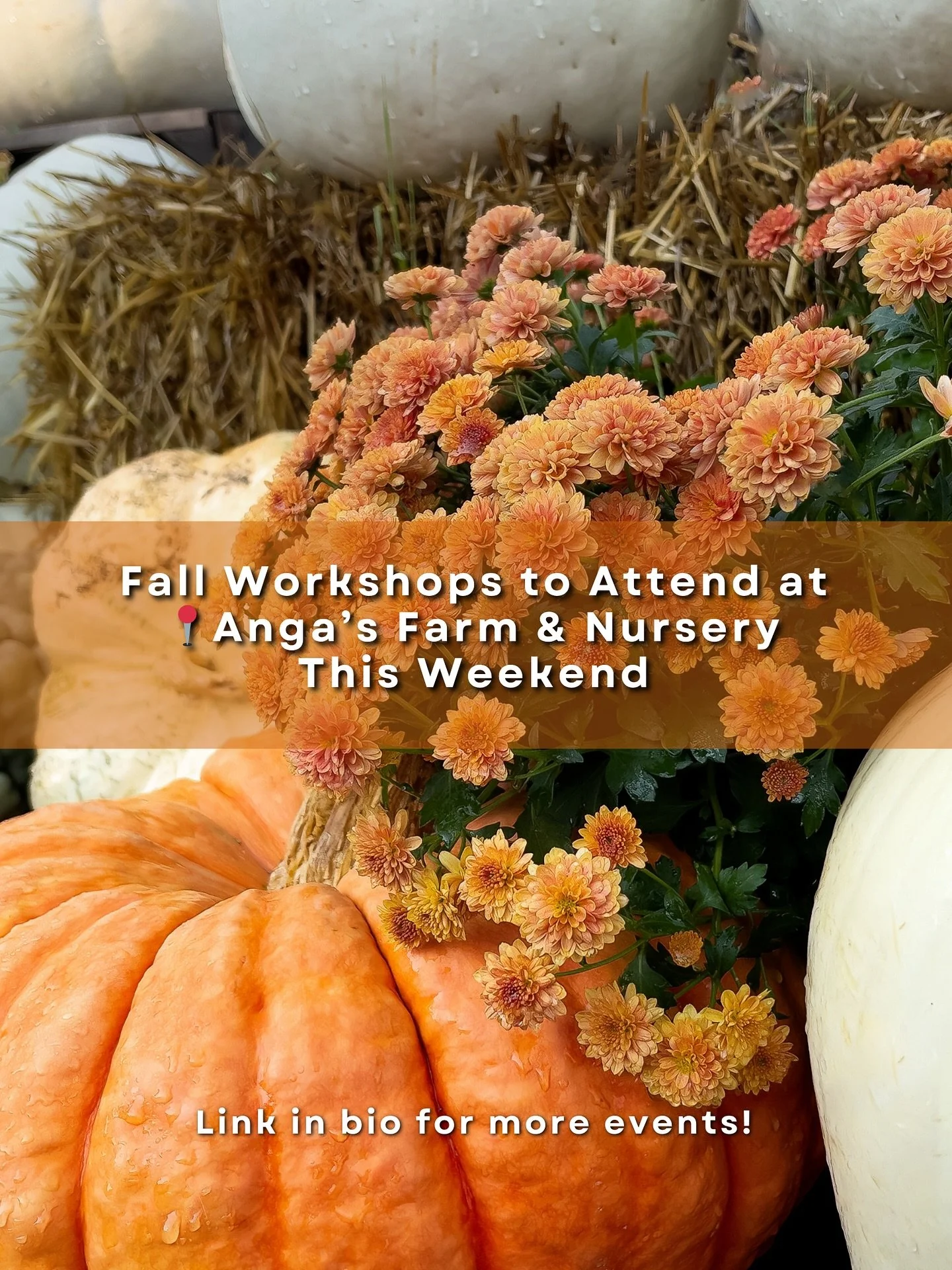 Last Call for Fall Workshops! 🍂 This is your final chance to join us for our fall-themed workshops before the season wraps up! Spend Thanksgiving weekend at Anga&rsquo;s Farm &amp; Nursery creating something truly special.

🌼 Blooms &amp; Gourds: P