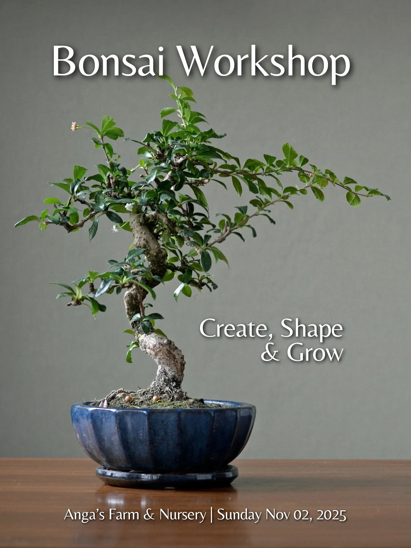 🌳 Bonsai Basics Workshop: Create, Style &amp; Take Home Your Own Mini Masterpiece!

Ever admired the timeless beauty of a Bonsai tree and wondered how to create one yourself? Now&rsquo;s your chance! Join us on Sunday, November 2nd for an immersive 