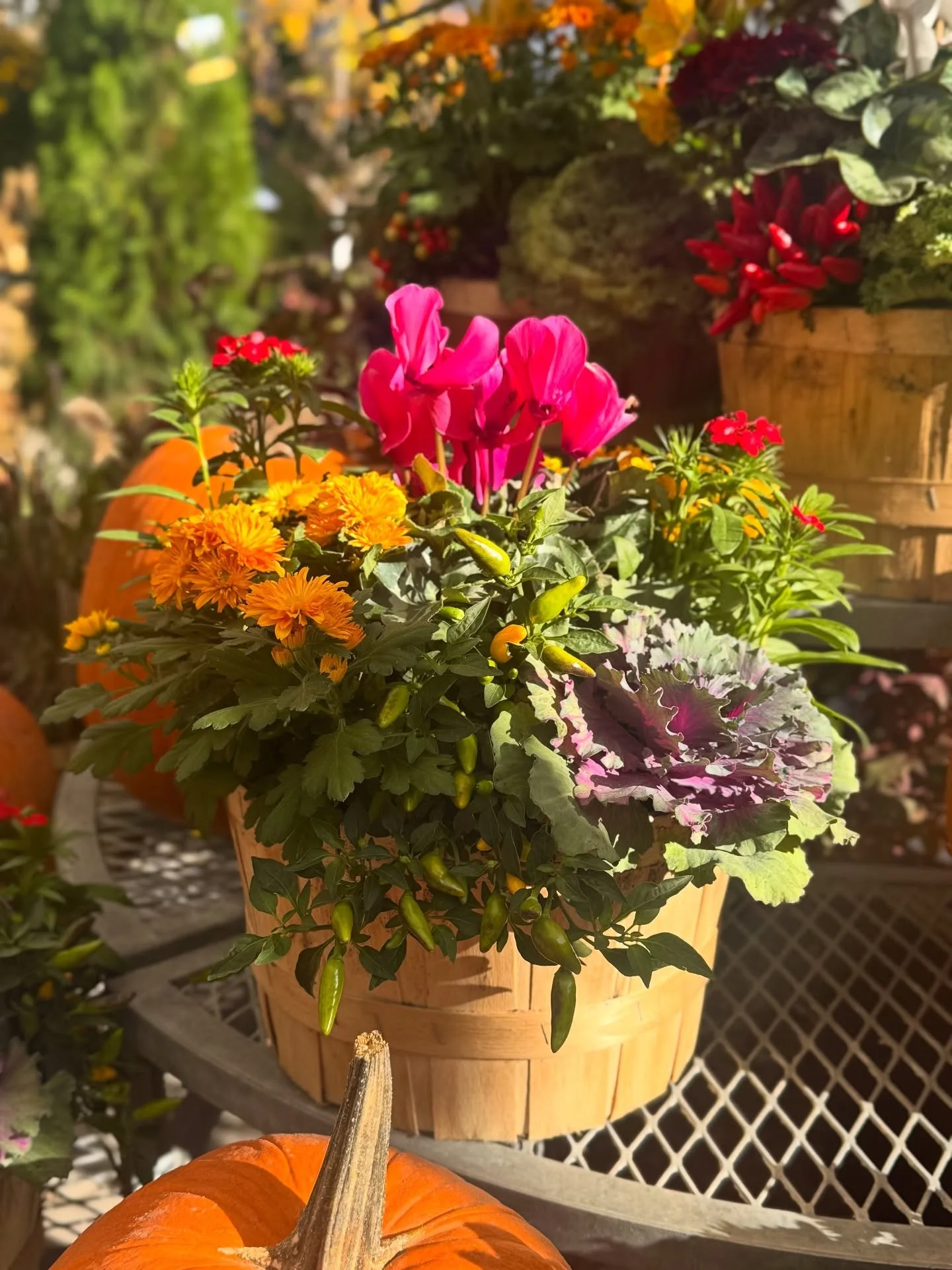 Fall annual arrangements are in full bloom this Thanksgiving weekend! 🍂

Spruce up your front porch, balcony, or entryway with one of our festive planters, the perfect touch for any home.
Hosting? They make a stunning welcome piece.
Visiting loved o