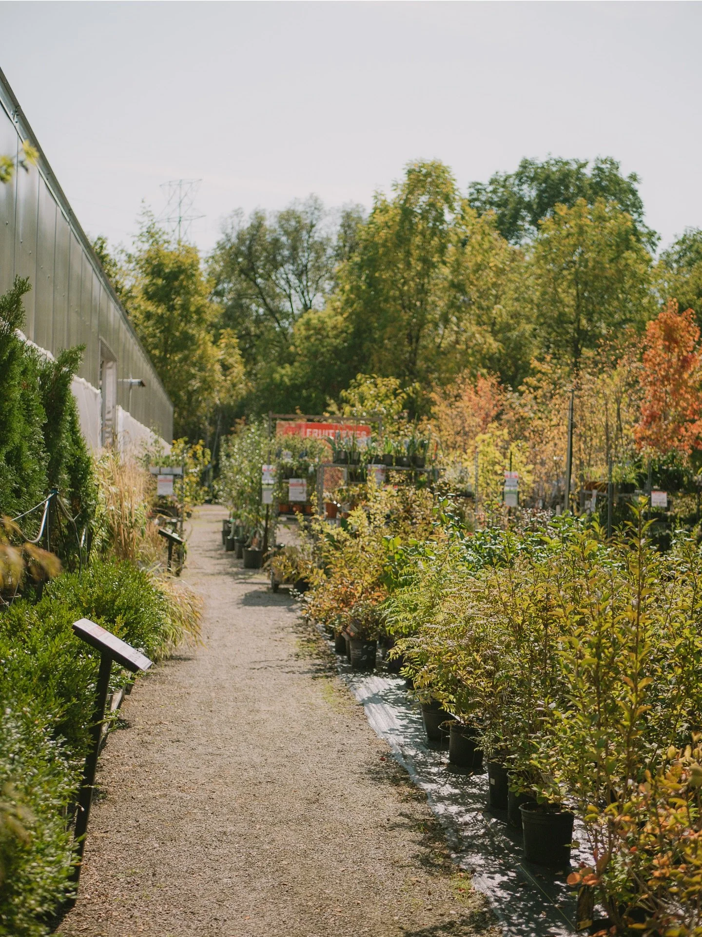 REMINDER: End-of-Season Plants are on Sale! 🌳
It’s your last chance to stock up - deciduous & evergreen trees, shrubs, and perennials are up to 40% off! 🍂
We’re clearing out our seasonal stock, so once they’re gone, they&rsq