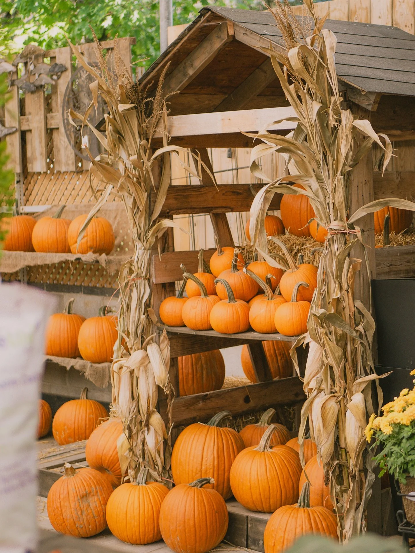 🎃 last call for pumpkins! 🎃
It’s your final week to shop pumpkins before halloween, and we’ve still got plenty to choose from! 🧡
Pick up a classic jack pumpkin for carving or your front porch, try pie pumpkins for baking something sw