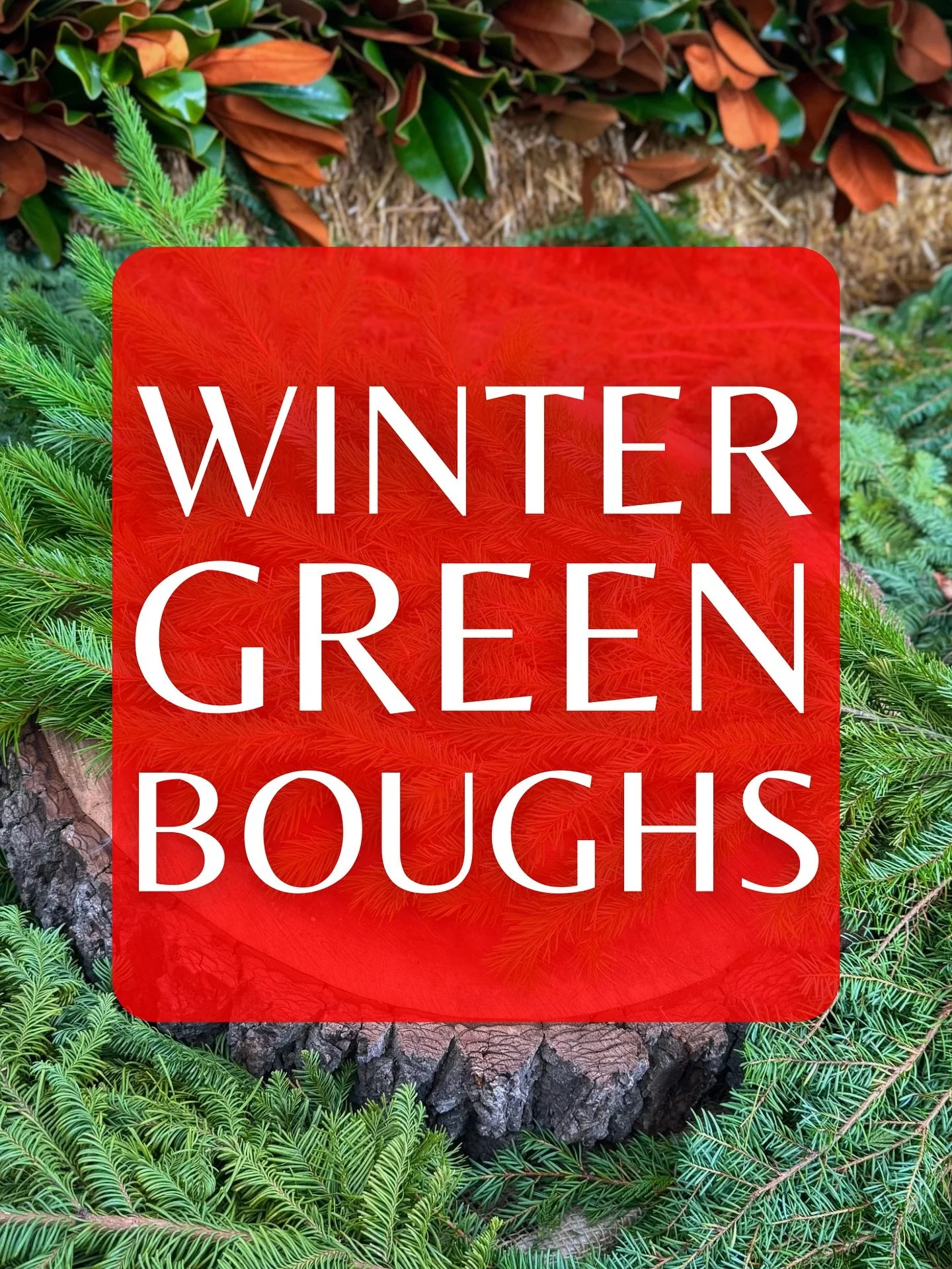Winter greens have arrived at Anga&rsquo;s! 🌲✨
Our greenhouse is filled with the scent of fresh evergreens, perfect for crafting your own beautiful wreaths, garlands, or winter urns.

Choose from our premium selection:
🌿 Magnolia
🌿 Cedar
🌿 White 