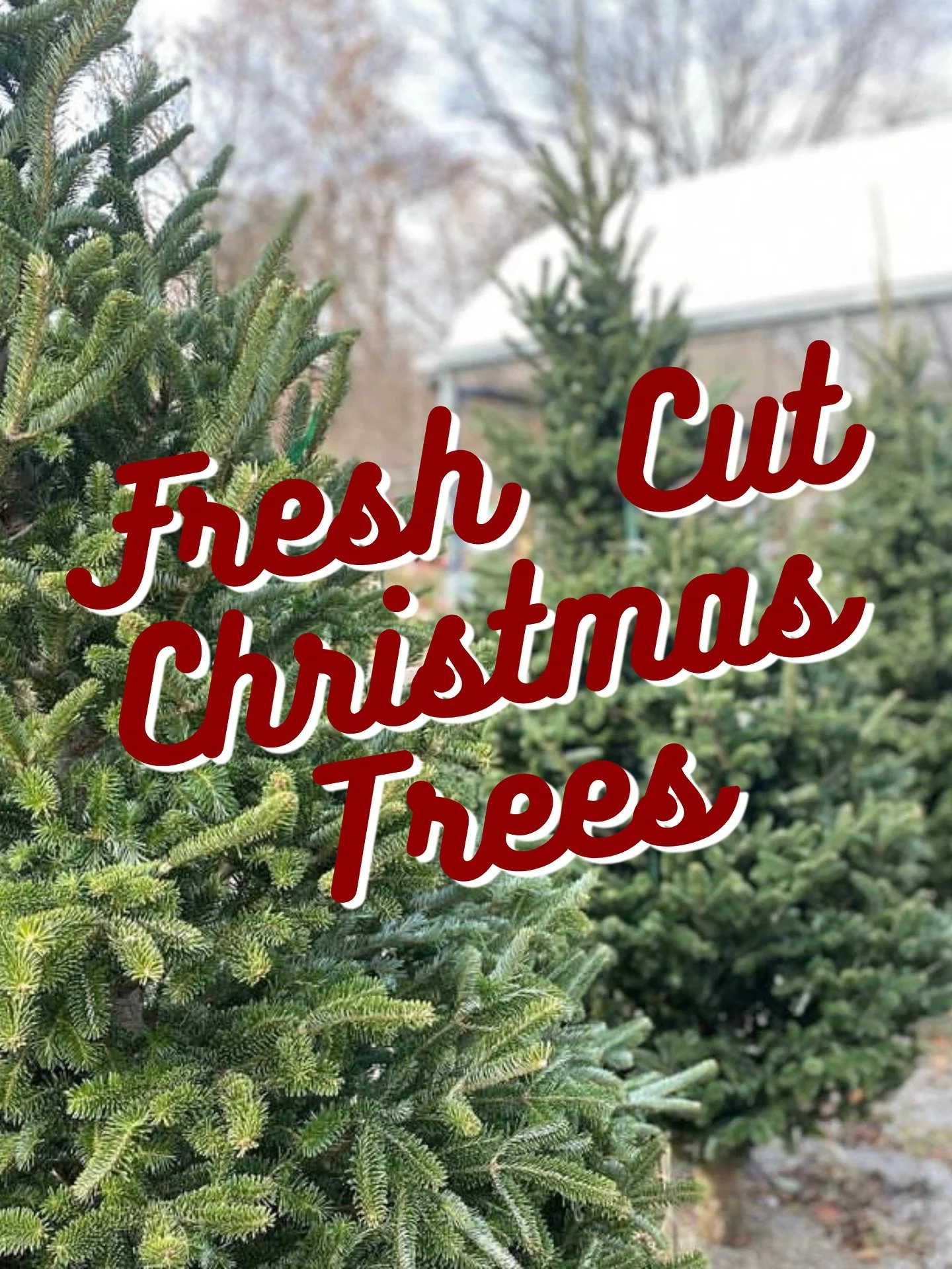 🎄 Christmas trees have officially arrived at Angas Farm &amp; Nursery! 🎄From beautifully silvery Fraser firs to lush, classic balsam firs, our tree yard is filled with fresh cuts waiting to go home with you.

Come by, pick your opened-up tree, and 