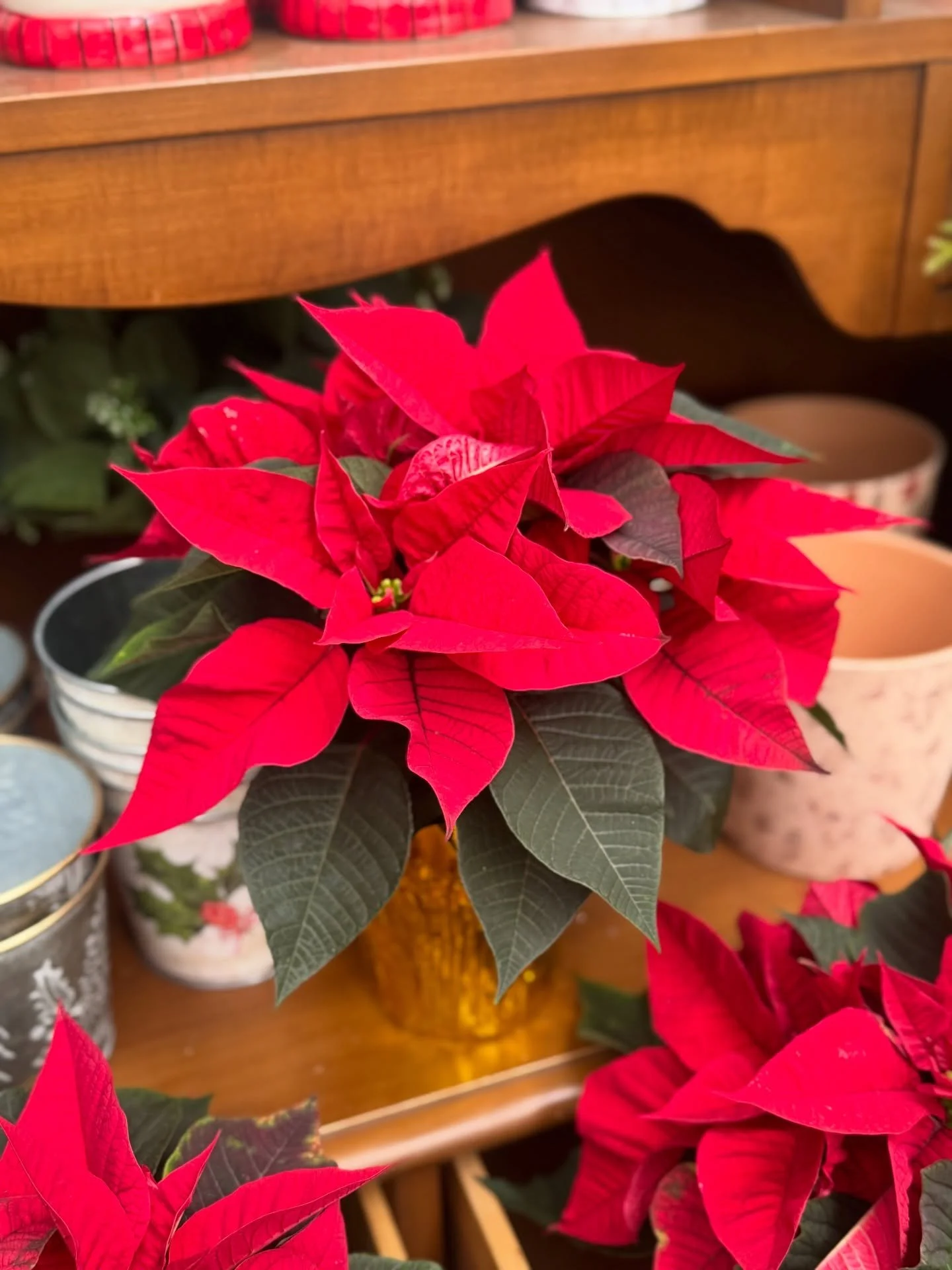 Poinsettias are on point this weekend.. doing what they do best: looking stunning on our showcase displays ✨ And trust us, they&rsquo;ll look even better in your home!

These classic holiday beauties make the perfect hostess gift, a festive counterto