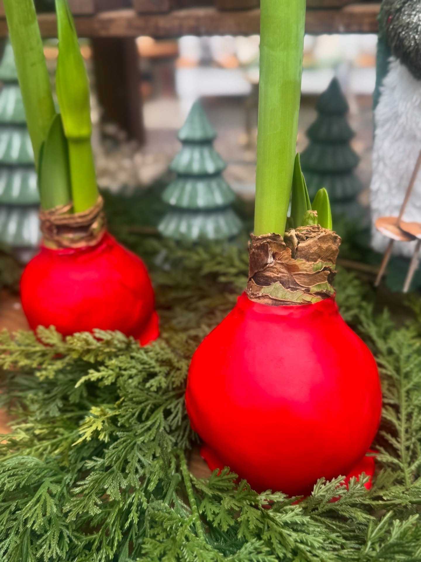 Waxed Amaryllis have officially arrived, and they are stunning. ✨

If you&rsquo;re looking for a true holiday statement piece, this is it. 🎄 Waxed amaryllis make the perfect hostess gift or a gorgeous centerpiece for your home as guests come and go.