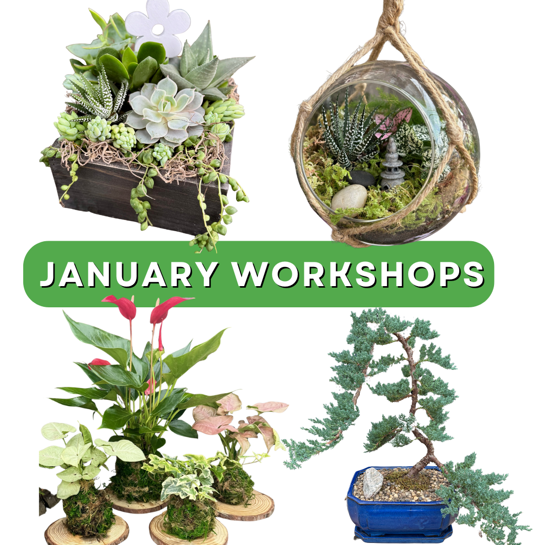 New Year Workshops!
