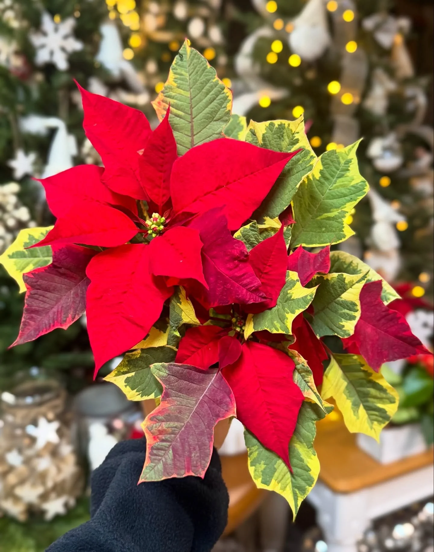 ✨ There&rsquo;s so much more than the classic traditional poinsettias! ✨ We&rsquo;re obsessed with these stunning specialty varieties: Tapestry, Ice Crystal and Red Glitter 😍

Available in 4.5&rdquo; pots, and the best part? All our poinsettias come
