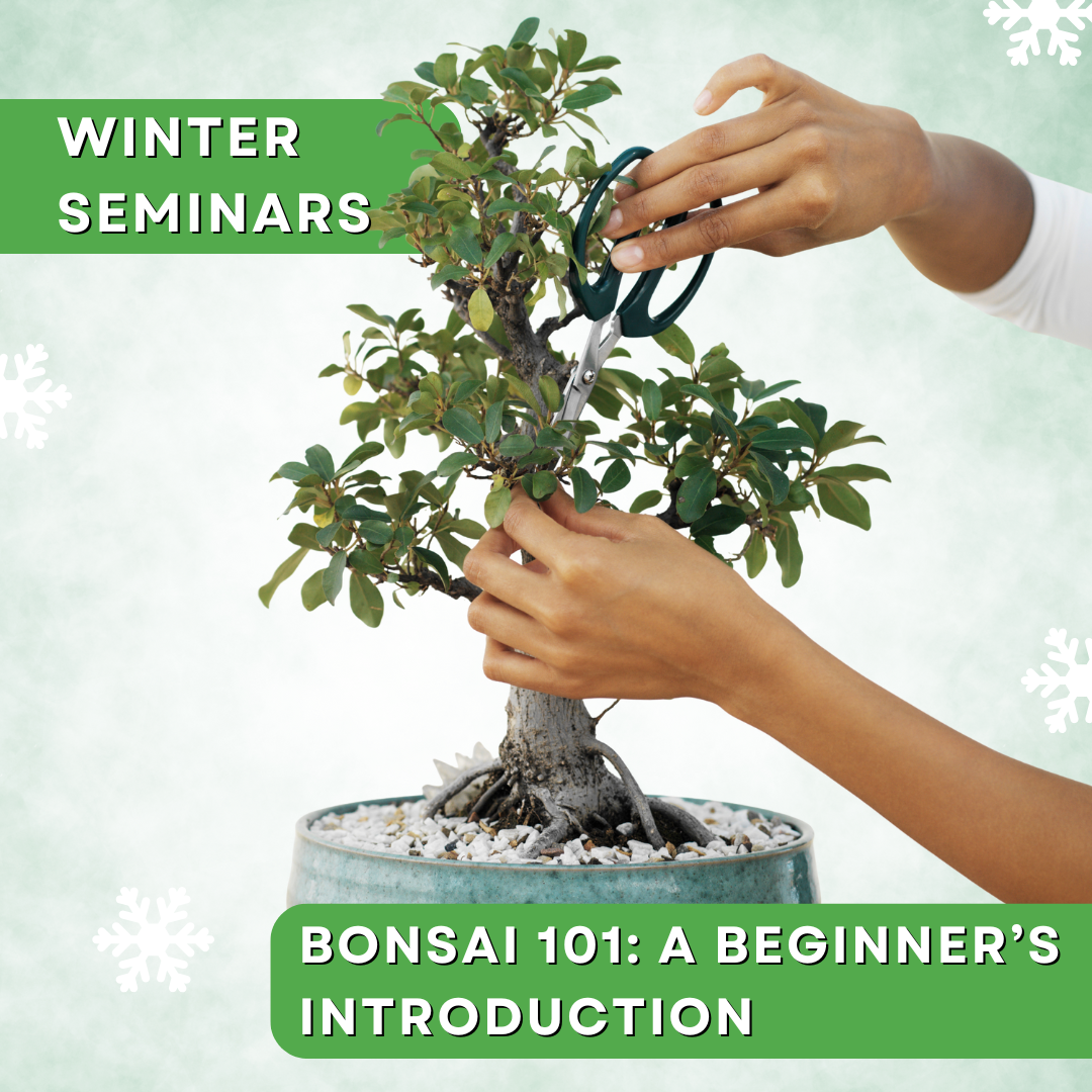 Bonsai Seminar: A Beginner’s Introduction to Care and Techniques 