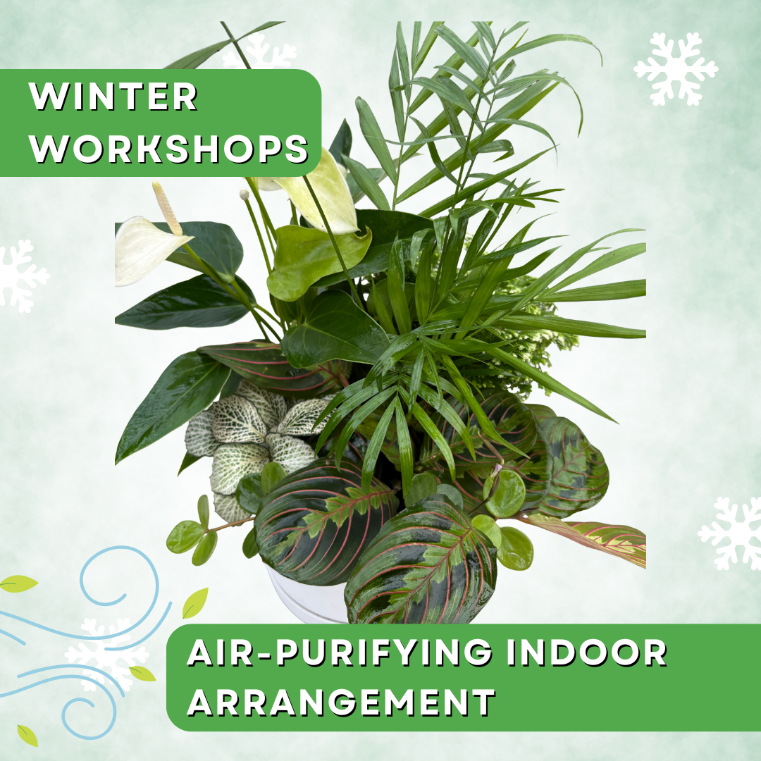 Breathe Easy: Air-Purifying Plant Arrangement