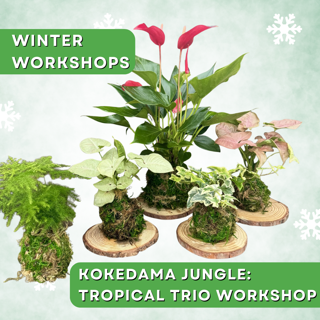 Kokedama Jungle: Tropical Trio Workshop