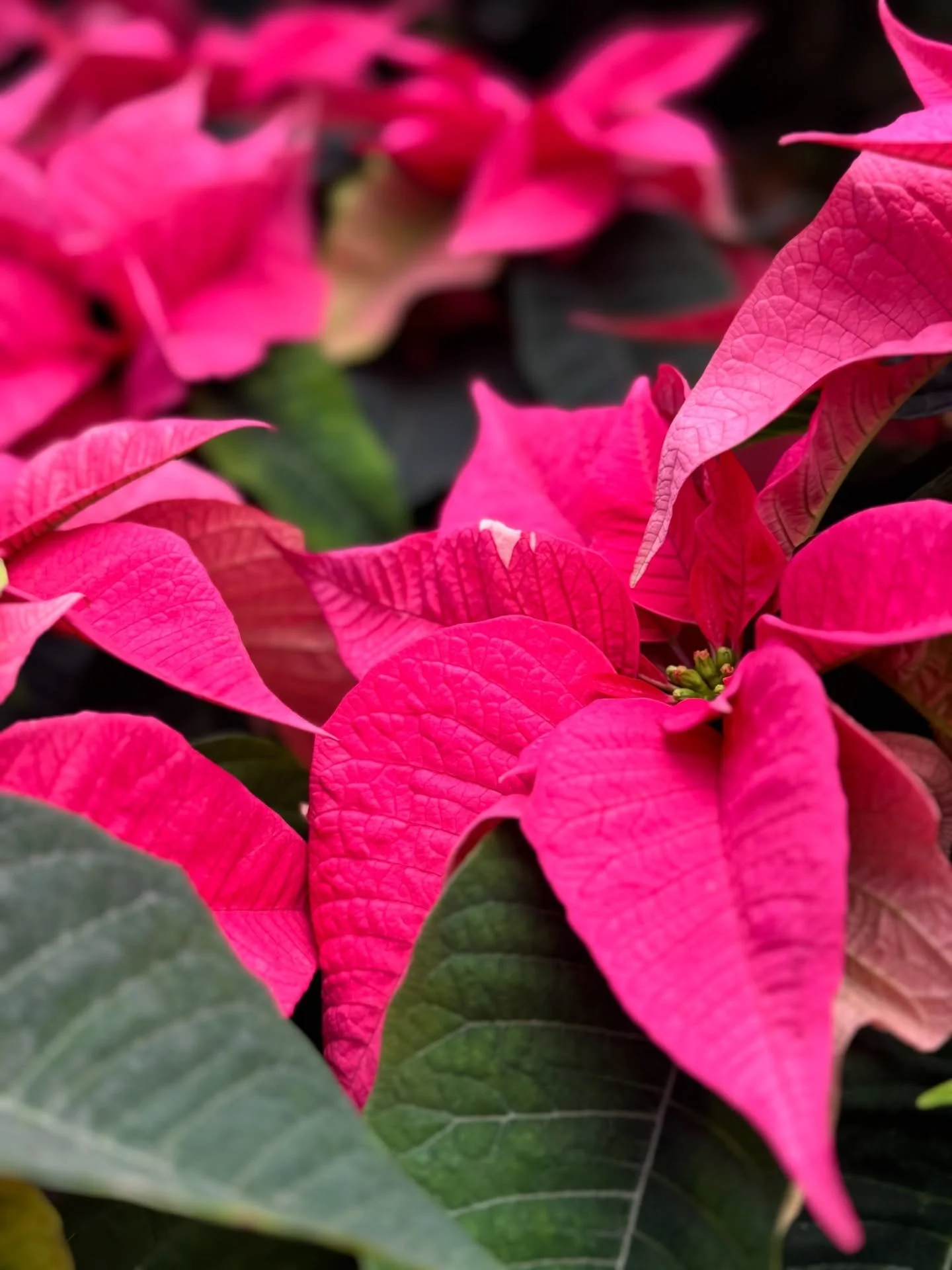 There&rsquo;s just something so special about discovering these unexpected variegation in some of our pink poinsettias 🩷🤩 Each one has its own unique character, with the most beautiful subtle shifts in colour. If you&rsquo;re lucky enough to snag a
