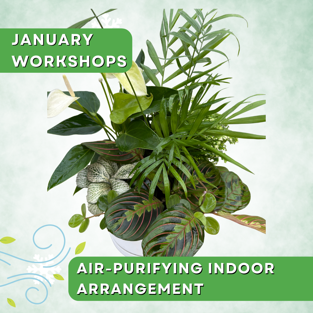 Breathe Easy: Air-Purifying Plant Arrangement