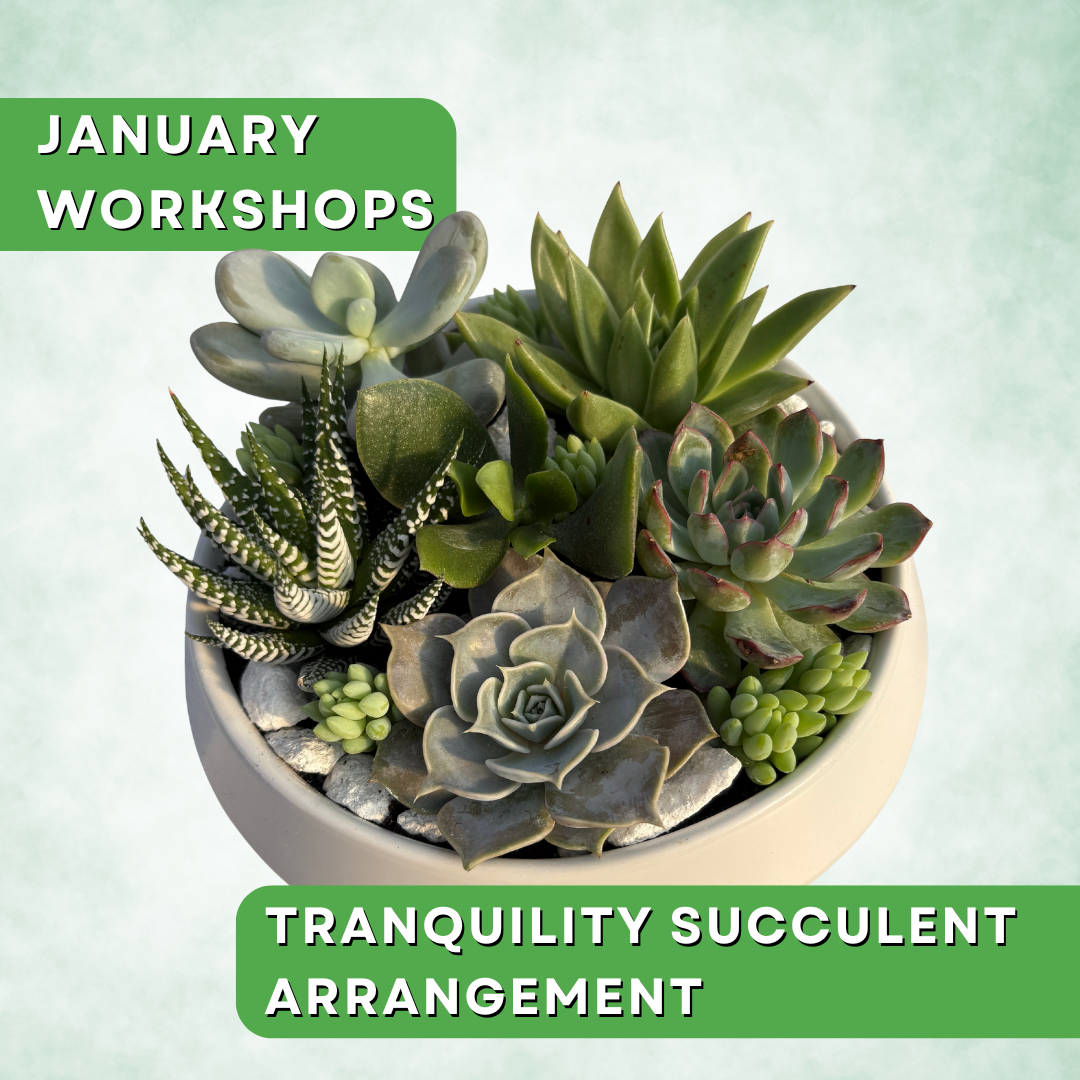 Tranquility Succulent Arrangement Workshop