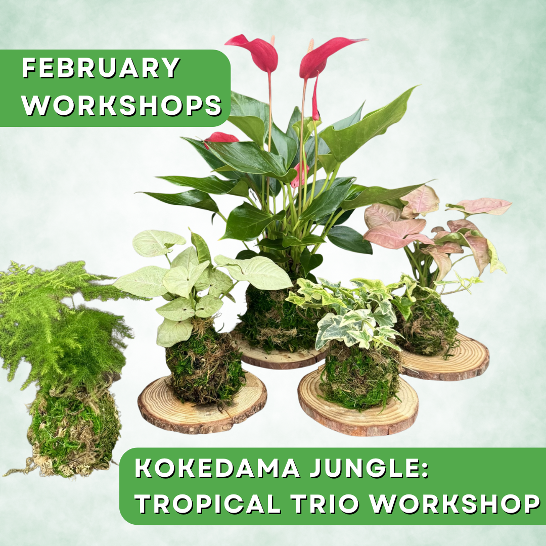 Kokedama Jungle: Tropical Trio Workshop