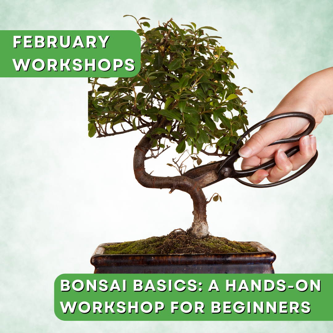 Bonsai Basics: A Hands-On Workshop for Beginners 