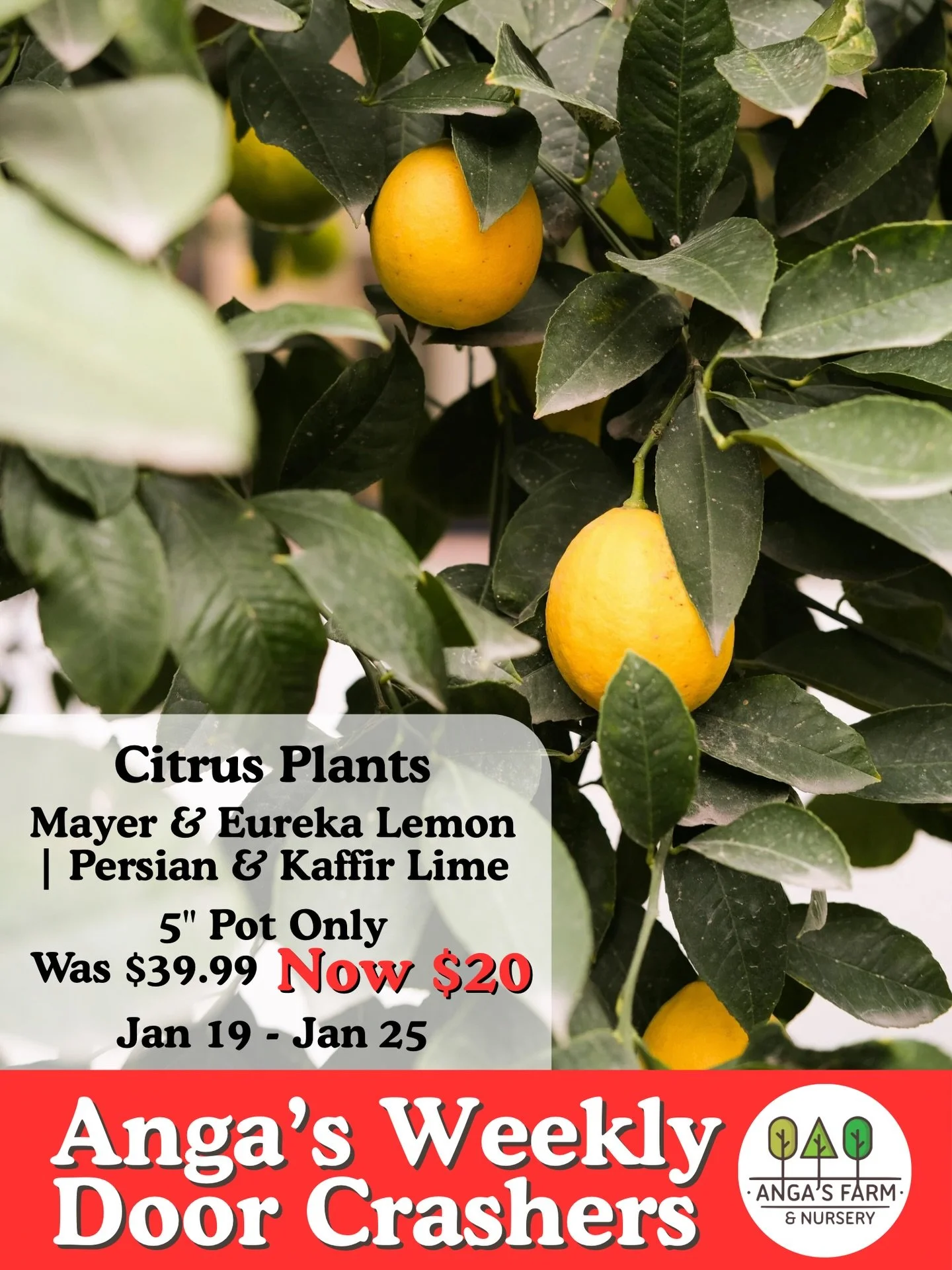 WEEKLY DOOR CRASHER 🚪🍋🌿

Our 5&rdquo; potted citrus trees are bringing a little sunshine indoors! ☀️🍊 These fragrant, fruit-bearing beauties are perfect for bright spaces and make such a fun, unique addition to your plant collection or a standout