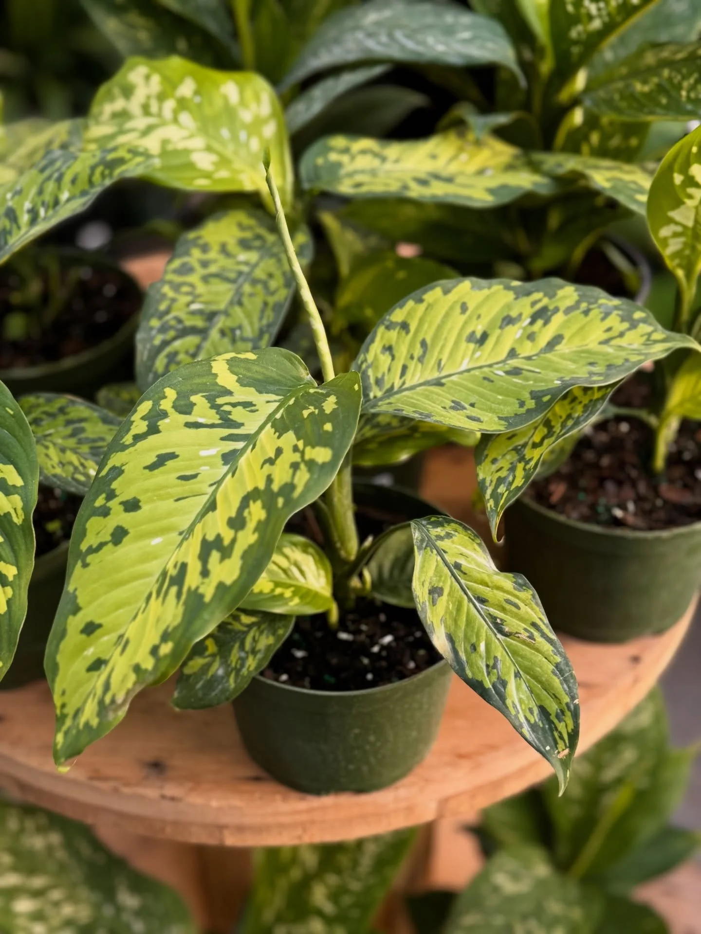 It&rsquo;s Foliage Friday and we&rsquo;re showcasing something extra special 👀🐆 Meet the Dieffenbachia Cheetah, here for the first time ever in adorable 6&rdquo; pots 🤍

✨ Why we&rsquo;re obsessed:
&bull; Super low-maintenance &amp; drought tolera