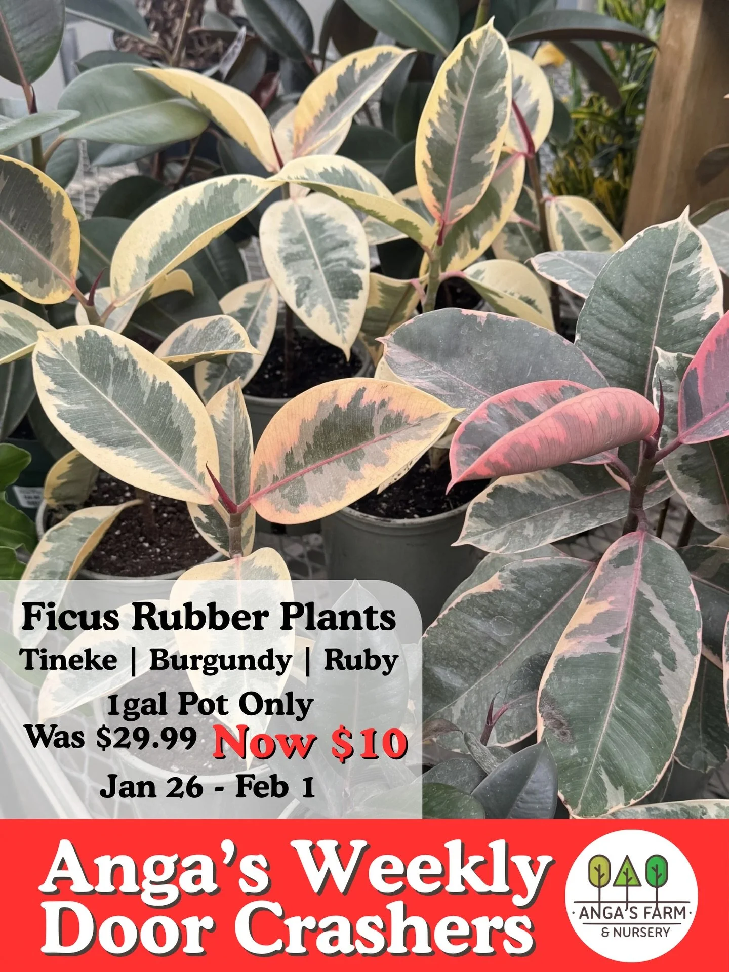 WEEKLY DOOR CRASHER 🚪🌿✨

Our 1-gallon Ficus Rubber Plants are here to make a bold statement indoors! With their thick, glossy leaves and rich colours, these stunners are perfect for adding instant colour to your space 💚

Rubber plants are easygoin