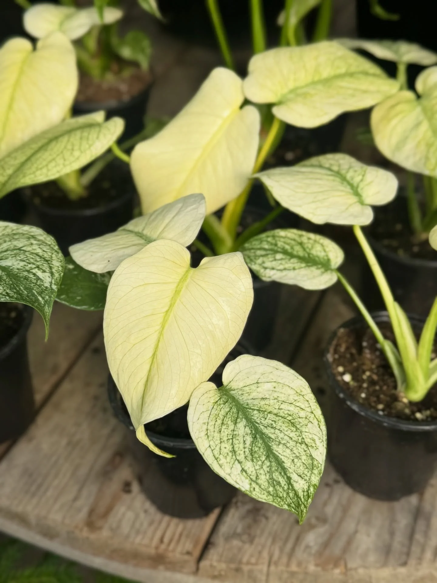 Happy Foliage Friday 🌿✨(This one couldn&rsquo;t wait for Monstera Monday)

Say hello to the stunning Monstera &lsquo;Monster&rsquo;. While they may not look so monstrous just yet, don&rsquo;t be fooled, these beauties mature into huge, lush leaves t