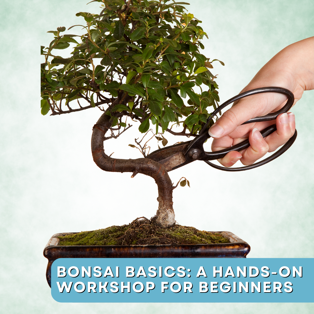 Bonsai Basics: A Hands-On Workshop for Beginners 