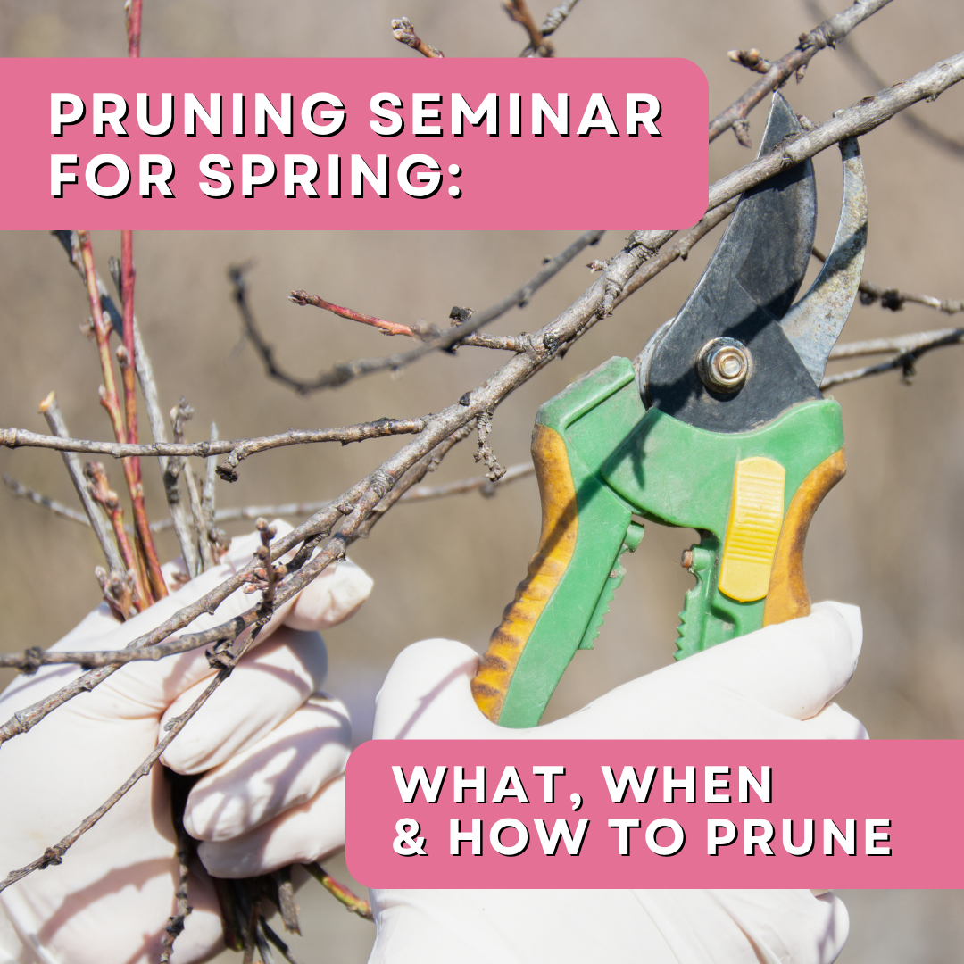 Pruning Seminar for Spring : What, When &amp; How to Prune